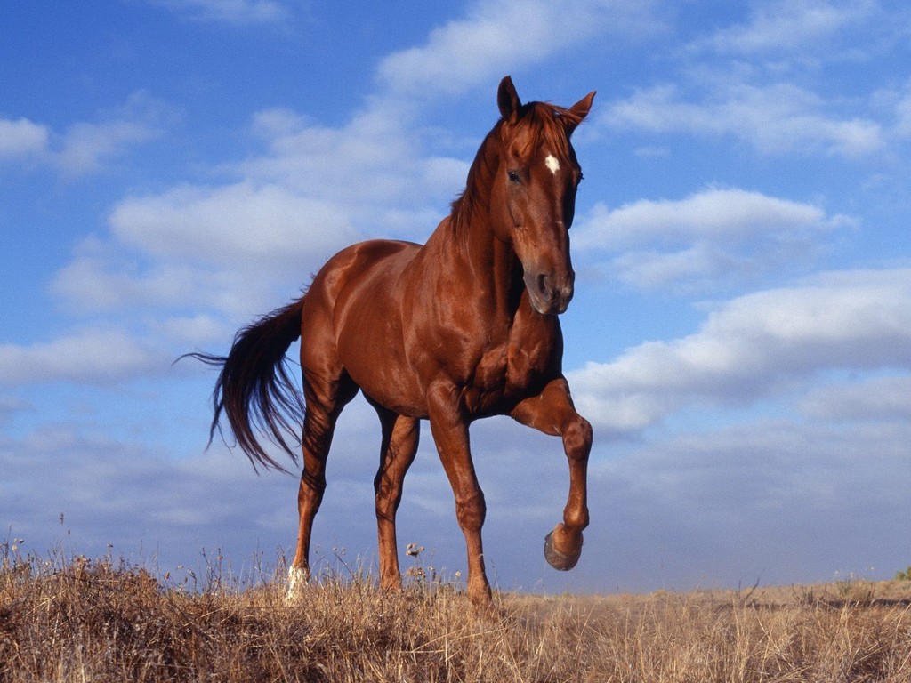 konie.jpg